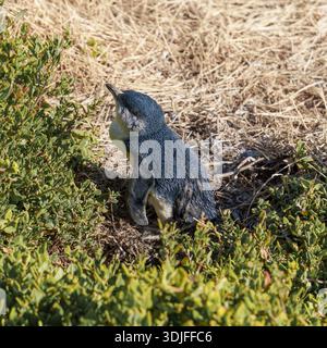 Ein kleiner Pinguin steht aufrecht zwischen grünen Blattbüschen und trockenem, strohähnlichem Gras, mit nach oben geneigtem Kopf. Stockfoto