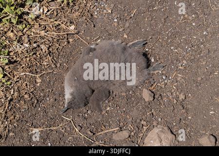 Eine Nahaufnahme zeigt eine verstorbene, flauschige, dunkle Vogelkühe, die auf karger, gerösteter Erde mit minimaler Vegetation und Felsen ruht. Stockfoto