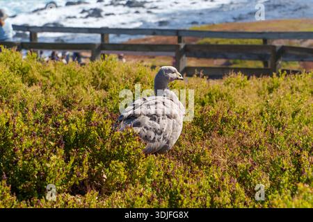 Eine große graue Gans steht friedlich in Küstenbuschland, mit Meerblick und einem Holzzaun im Hintergrund. Stockfoto