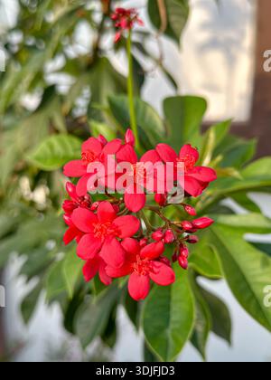 Nahaufnahme von roten Jatropha-Blüten mit grünen Blättern in tropischem Garten. Stockfoto