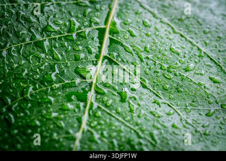 Regentropfen auf Blättern nach Regen im Garten (Nahaufnahme), die die Tropfen und Blattmuster klar und anschaulich zeigen. Stockfoto