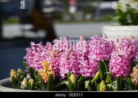 In einem Steintopf blühen leuchtende rosa Hyazinthen, die frische Frühlingsblüten in sonniger Umgebung im Freien zeigen. Stockfoto