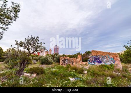 Eine weite Aufnahme mit einem knorrigen Baum und einer niedrigen, graffierten Mauer auf einem Feld, mit den hohen Gebäuden von Benidorm dominieren den Horizont. Stockfoto