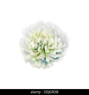 Klee zarte weiße Blume von Vintage Botanical Guide, in Aquarell. Handgezeichnete Illustration für elegante Buchteller, feines Schreibwarendesign, klassisch Stockfoto