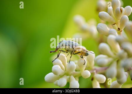 Winziger Besucher: Makrowelt eines Insekts auf einer Blüte Stockfoto