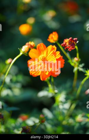 Eine orangene Kosmosblume öffnet ihre hellen Blütenblätter mit grünen Blättern im Hintergrund und zeigt ihre natürliche Schönheit. Stockfoto