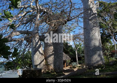 Afrikanische Baobabs auf der Insel Wasini in der Nähe des Kisite-Mpunguti Marine National Park in Kenia Stockfoto