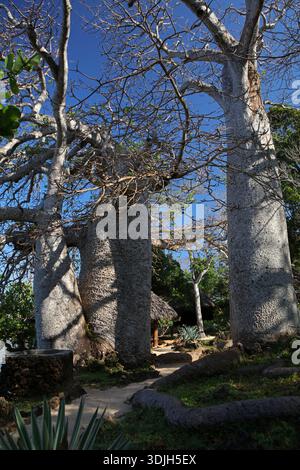 Afrikanische Baobabs auf der Insel Wasini in der Nähe des Kisite-Mpunguti Marine National Park in Kenia Stockfoto