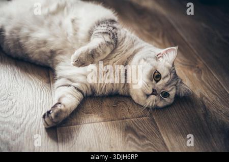 britische graue Tabbykatze, die auf dem Holzboden liegt, Flachbild mit Blick von oben Stockfoto