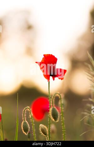Lebendiges Mohnfeld. Wunderschöne rote Mohnblumen auf grünen Fleecy-Stielen wachsen auf dem Feld. Scharlachrote Mohnblumen im Sonnenlicht. Nahaufnahme von Mohn Stockfoto