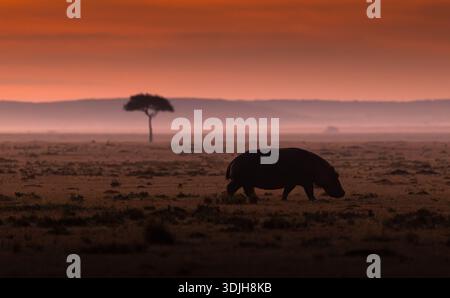 Blick auf ein Nilpferd, das bei Sonnenuntergang durch die afrikanische Savanne geht und ein warmes Leuchten über die Landschaft wirft, MASA Mara, MASA MARA, KENIA. Stockfoto