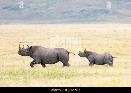 Schwarzes Nashorn (Diceros bicornis) mit Kalb, Ngorongoro-Krater, Tansania Stockfoto