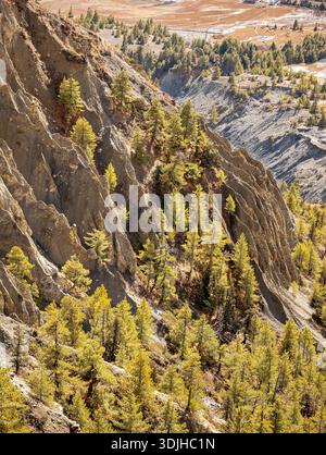 Steile Himalaya-Klippen mit immergrünen Nadelbäumen, die direkt auf felsigen Oberflächen wachsen. Dramatische Berglandschaft in Höhenlagen, die die Überlebenszeit veranschaulicht Stockfoto
