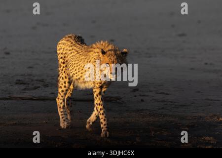 Cheetah (Acinonyx jubatus) Cub, Kgalagadi Transfrontier Park, Northern Cape, Südafrika Stockfoto