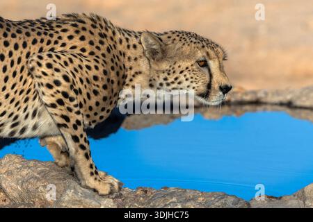Gepard (Acinonyx Jubatus) im Wasser, Kgalagadi Transfrontier Park, Northern Cape, Südafrika Stockfoto