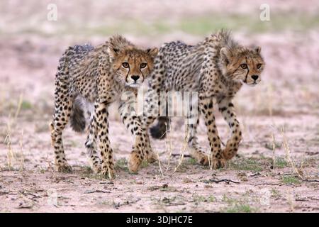 Gepardenjunge (Acinonyx jubatus), Kgalagadi Transfrontier Park, Nordkap, Südafrika Stockfoto