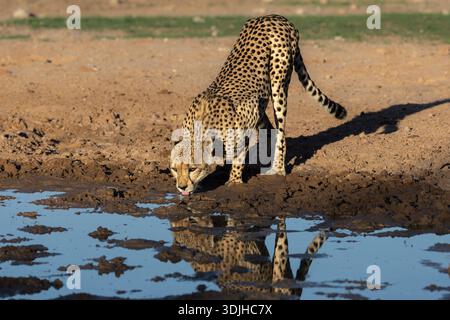 Geparden (Acinonyx jubatus) trinken, Kgalagadi Transfrontier Park, Nordkap, Südafrika Stockfoto