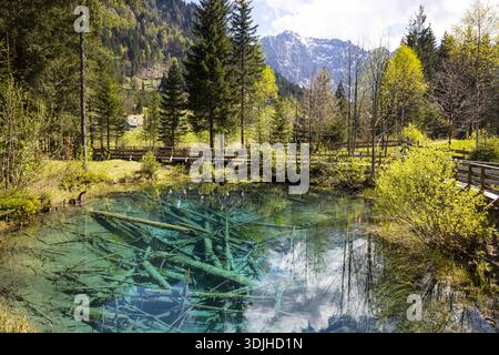Blick auf kristallklares türkisfarbenes Wasser, das den Himmel und die umliegenden Bäume reflektiert, mit untergetauchten Baumstämmen, die eine ätherische, außerirdische Szene schaffen: Bodenta Stockfoto
