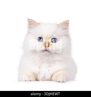 Süße rote Spitze heiliges Birman-Katzenkätzchen, mit Blick nach vorne liegend. Blick auf die Kamera mit hellblauen Augen. Isoliert auf weißem Hintergrund. Stockfoto