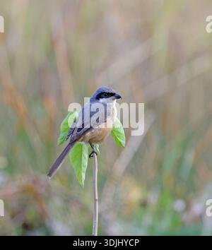 Der graue Shrike ist ein Vogel aus der Familie der Laniidae, der Südostasien bewohnt. Stockfoto