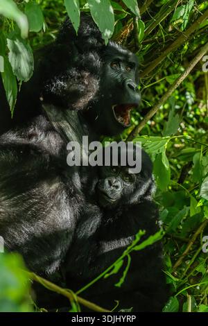 Berggorilla (Gorilla beringei beringei), Mutter, die ihr Baby in die Wiege zieht, Bwindi Unpenetrable Forest, Uganda Stockfoto