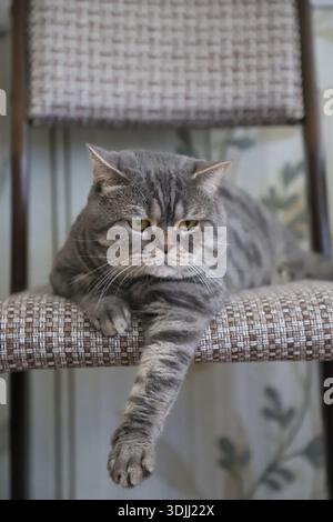 Graue britische Kurzhaarkatze sitzt auf einem Stuhl. Stockfoto