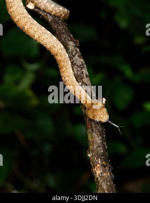 Variable Bush Viper (Atheris squamigera), die den Ast herunterschlängelt, Kakamega Forest, Kenia, März Stockfoto