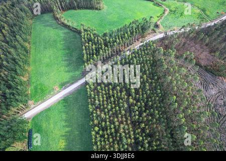 Hochwinkelansicht von strukturierten grünen Baumkronen und braunem Bodenweg, die einen geometrischen Hintergrund für Reisekonzepte schaffen Stockfoto