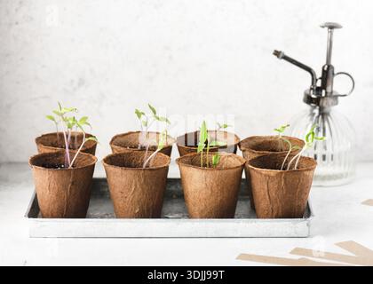 Junge Chili- und Paprika-Setzlinge, die in biologisch abbaubaren Fasertöpfen wachsen, auf einem Metalltablett mit Garn und einem Glaspflanzenmister im Hintergrund angeordnet. Stockfoto