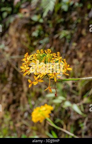 Gelbe Epidendrum-Orchideenblüten, die mit grünen Knospen in einem natürlichen Lebensraum blühen Stockfoto