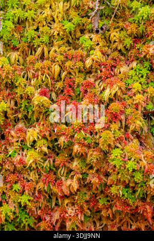 Sphagnum-Moos erzeugt einen dichten, farbenfrohen Teppich mit variierenden Grün-, Gelb-, Orange- und Rottönen Stockfoto