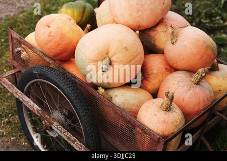 Geerntete Kürbisse im Gartenwagen draußen. Frisches Herbstgemüse, das nach der Ernte gesammelt wird. Saisonale Landwirtschaft und ländliches Lifestyle-Konzept. Stockfoto