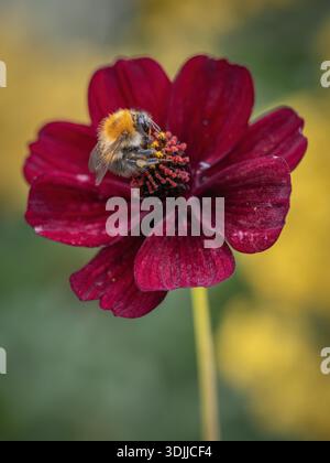 Eine Biene, die sich vom Nektar einer Schokoladenkosmos-Blume ernährt Stockfoto