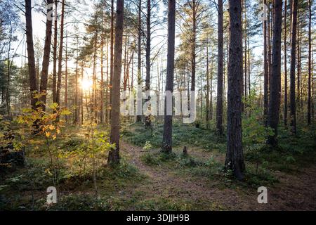 Landschaft des frühen morgens im herbstlichen Kiefernwald mit Sonnenstrahlen durch Bäume und Äste Stockfoto