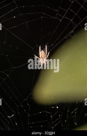 Gras-Orb-Web Spinnen (Gattung Larinia) auf Web at Night, Kairo, Ägypten Stockfoto