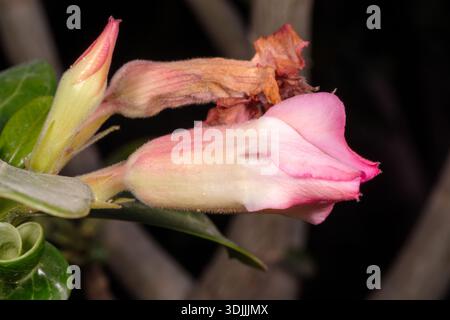 Wüstenrose (Adenium obesum) Blütenknospe, die in blassrosa Blüte mit trocknenden Deckblättern übergeht, Kairo, Ägypten Stockfoto