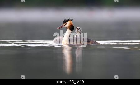 Große Haubenvogel Eltern und Küken auf einem See Stockfoto