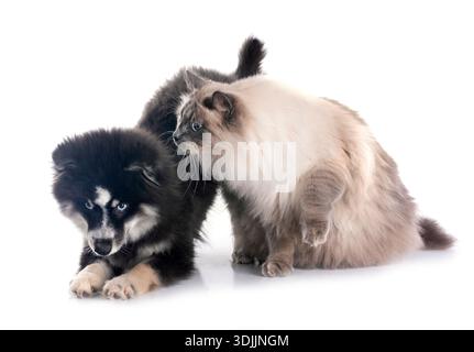 Bild einer pompösen und sibirischen Katze vor weißem Hintergrund Stockfoto