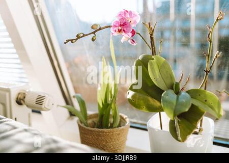 Blühende Orchideen in Töpfen auf Fensterbank in einer Wohnung Stockfoto
