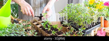 In einem sonnigen Innenraum pflanzt ein Mann sorgfältig junge Pfefferpflanzen in umweltfreundliche Töpfe um, demonstriert Gartenkunst und pflegt Pflanzen Stockfoto