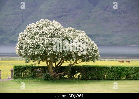 Flowering Tree im Torridon Hotel, den Scottish Highlands, Schottland. Die schottischen Highlands, die lokal einfach als Highlands (schottisches Gälisch) bekannt sind Stockfoto