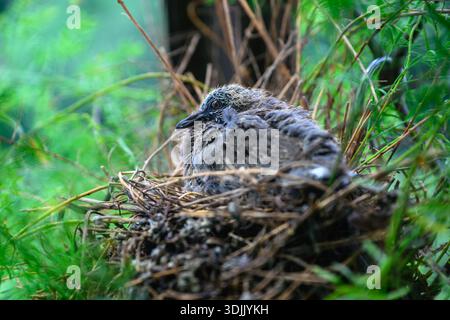 Junge Flecktauben nisten friedlich im Zweignest, umgeben von üppigen Bambusblättern, gefangen in einem natürlichen Lebensraum in New Taipei, Taiwan. Stockfoto