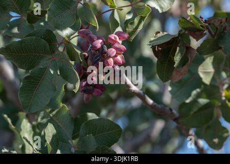Pistazien, die auf einer Farm im San Juaquin Valley in Kalifornien, USA, angebaut werden. Stockfoto