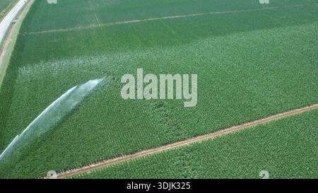 Eine Sicht über den Kopf erfasst die Weite eines bebauten Feldes, mit einer leistungsstarken Sprinkleranlage, die die üppigen grünen Pflanzen aktiv bewässert, hig Stockfoto