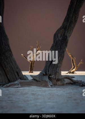 Namibia und die älteste Wüste, die Namib-Wüste, sind fantastische Orte, die Sie besuchen sollten. Stockfoto