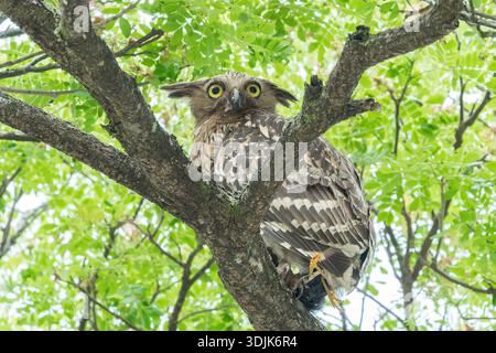 Uhu, Ketupa Ketupu, alleinerziehender Erwachsener, der auf einem Zweig eines Baumes im Wald, Singapur, hostet Stockfoto