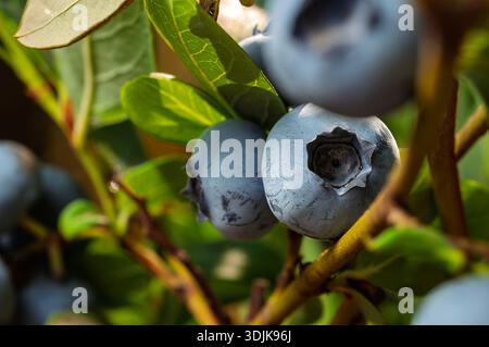 Nahaufnahme von Reifen Heidelbeeren, die auf einem Zweig mit grünen Blättern wachsen, in Sonnenlicht getaucht. Stockfoto
