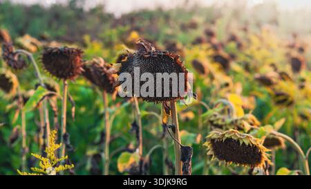 Sonnenblumen auf dem Feld, im Spätsommerlicht mit weichem Fokus und einer warmen Farbpalette. Stockfoto