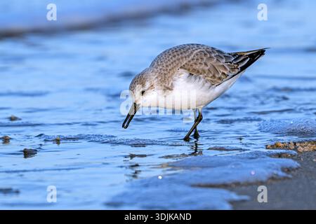 Sanderling (Calidris alba), Erwachsener im Wintergefieder auf der Suche nach Krebstieren in der Sumpfzone/Vorwäsche am Sandstrand entlang der Nordseeküste Stockfoto