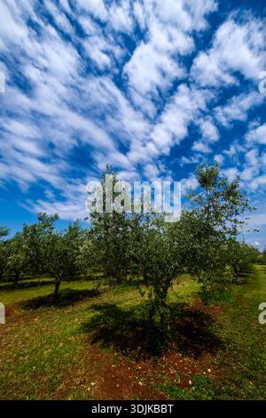 Reihen von Olivenbäumen stehen in einem Olivenhain in Santa Marina unter einem hellblauen Himmel mit weißen Wolken. Stockfoto